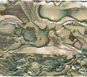 Green Heart abalone veneer