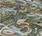 Paua Dark abalone veneer